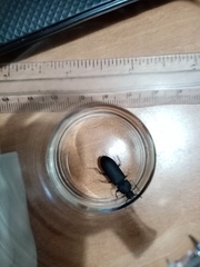 Tenebrio obscurus