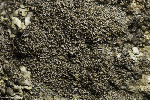 iNaturalist observation photo of Ascomycete Fungi