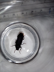 Tenebrio obscurus