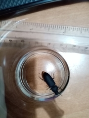 Tenebrio obscurus