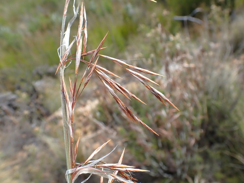Image of Thamnochortus rigidus by no rights reserved