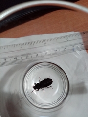 Tenebrio obscurus
