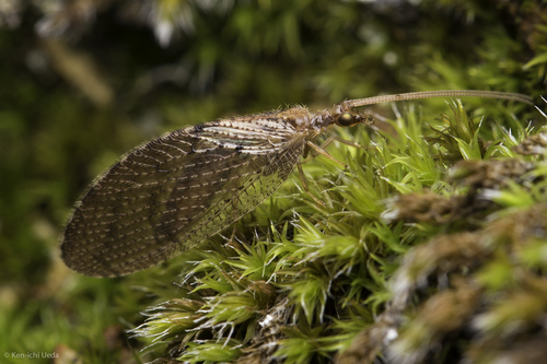 iNaturalist observation photo of Hemerobius