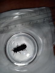 Tenebrio obscurus
