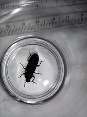 Tenebrio obscurus
