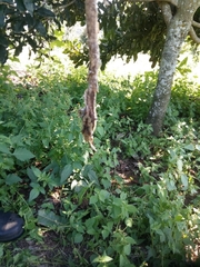 Thelotornis capensis