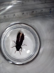 Tenebrio obscurus