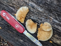 Crepidotus praecipuus