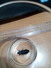 Tenebrio obscurus