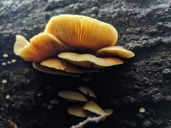 Crepidotus praecipuus