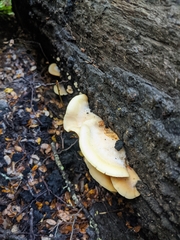 Crepidotus praecipuus