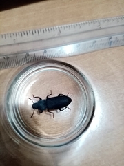 Tenebrio obscurus