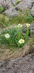 Arabis stelleri japonica