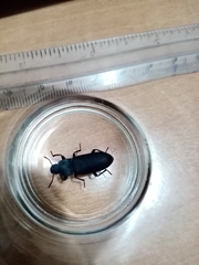 Tenebrio obscurus
