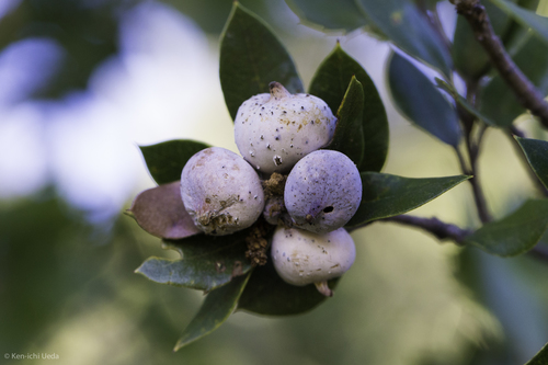 iNaturalist observation photo of Bullet-Gall Wasp