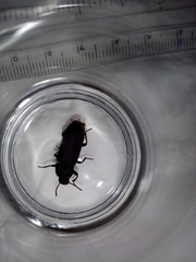 Tenebrio obscurus