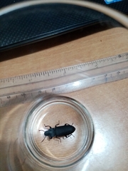 Tenebrio obscurus