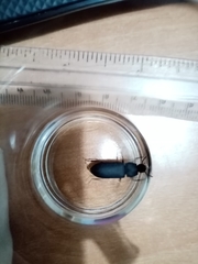 Tenebrio obscurus