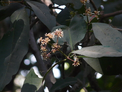 Ixora brachiata