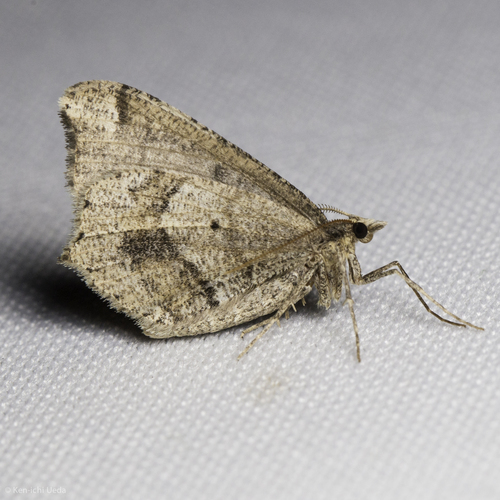 iNaturalist observation photo of Geometer Moths