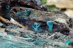 Chlorociboria aeruginascens image