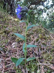 Pulmonaria longifolia