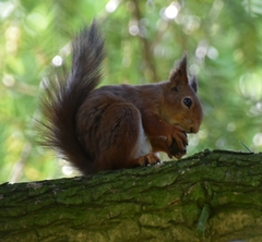 Sciurus vulgaris