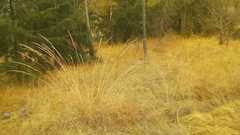 Muhlenbergia rigida