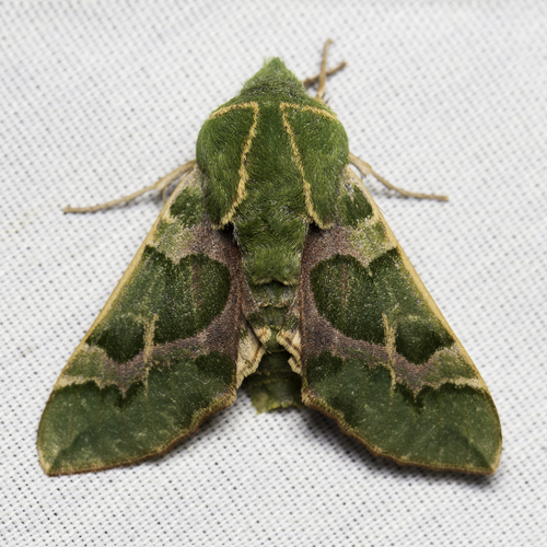 iNaturalist observation photo of Pacific Green Sphinx