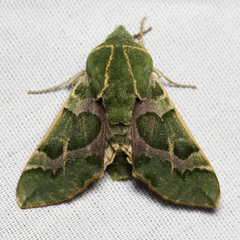 Proserpinus lucidus
