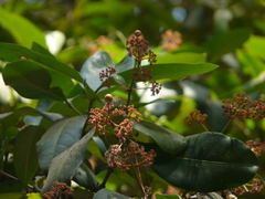 Ixora brachiata