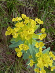 Euphorbia stepposa