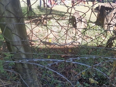 Thelotornis capensis