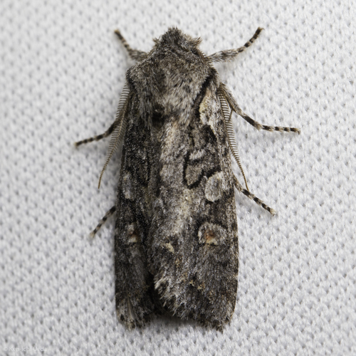 iNaturalist observation photo of Egira hiemalis