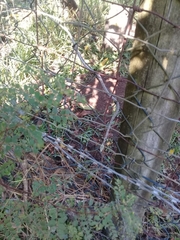 Thelotornis capensis