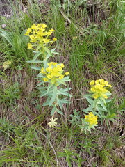 Euphorbia stepposa