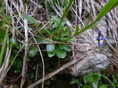 Polygala amara