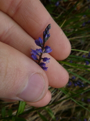 Polygala amara