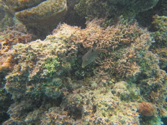 Canthigaster solandri