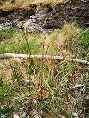 Carex hirta