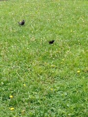 Sturnus vulgaris