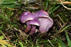 Hygrocybe cheelii