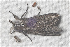 Endoxyla amphiplecta