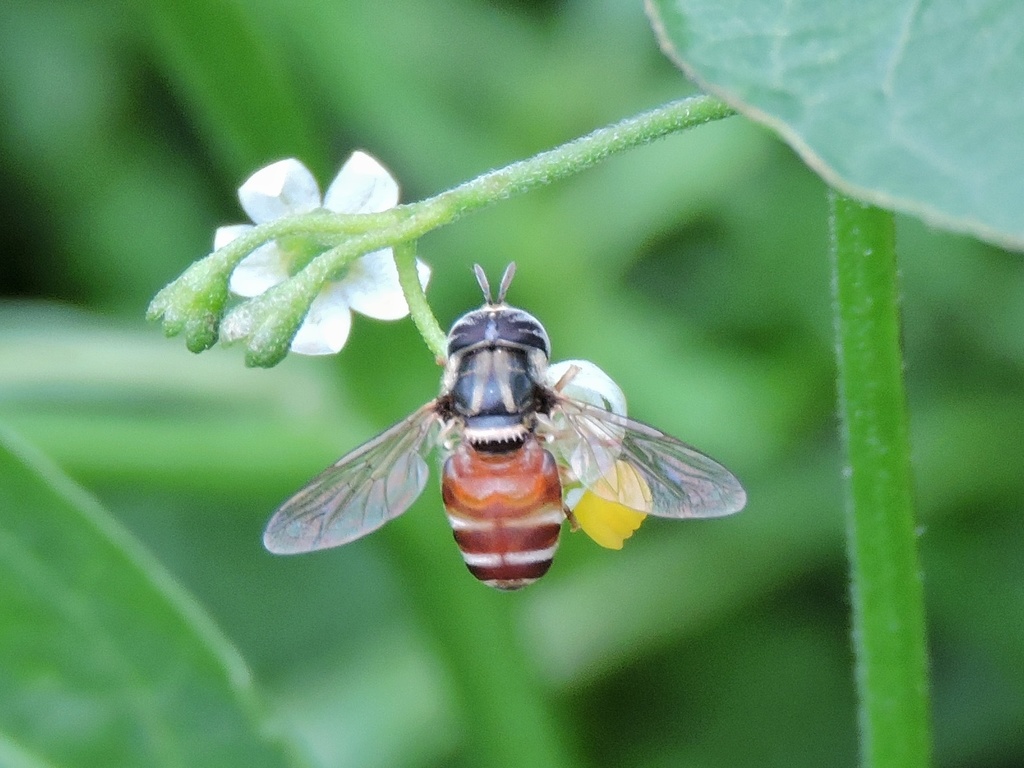 Paragus auritus