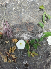 Convolvulus arvensis