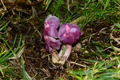 Hygrocybe cheelii