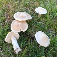 Melanoleuca strictipes