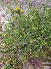 Senecio inaequidens