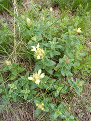Scutellaria caucasica