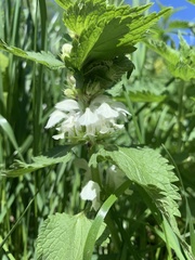 Lamium album